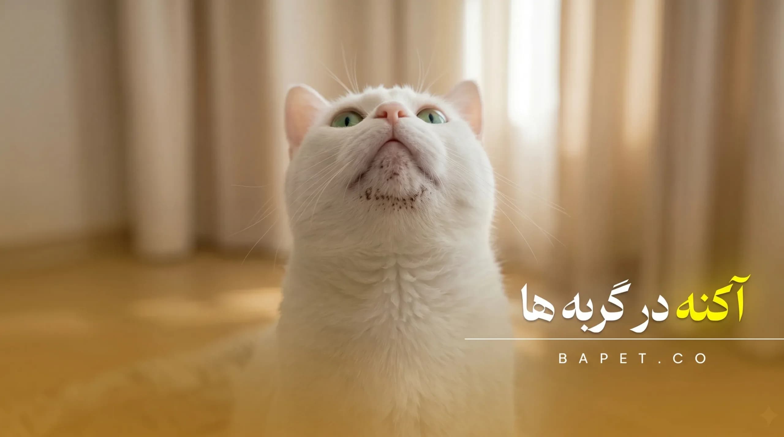 آکنه فقط مختص انسان‌ها نیست!