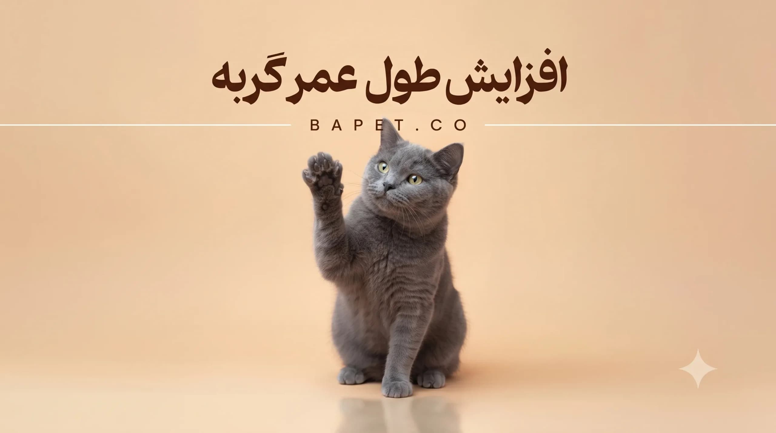 برای افزایش طول عمر گربه‌م چیکار کنم؟