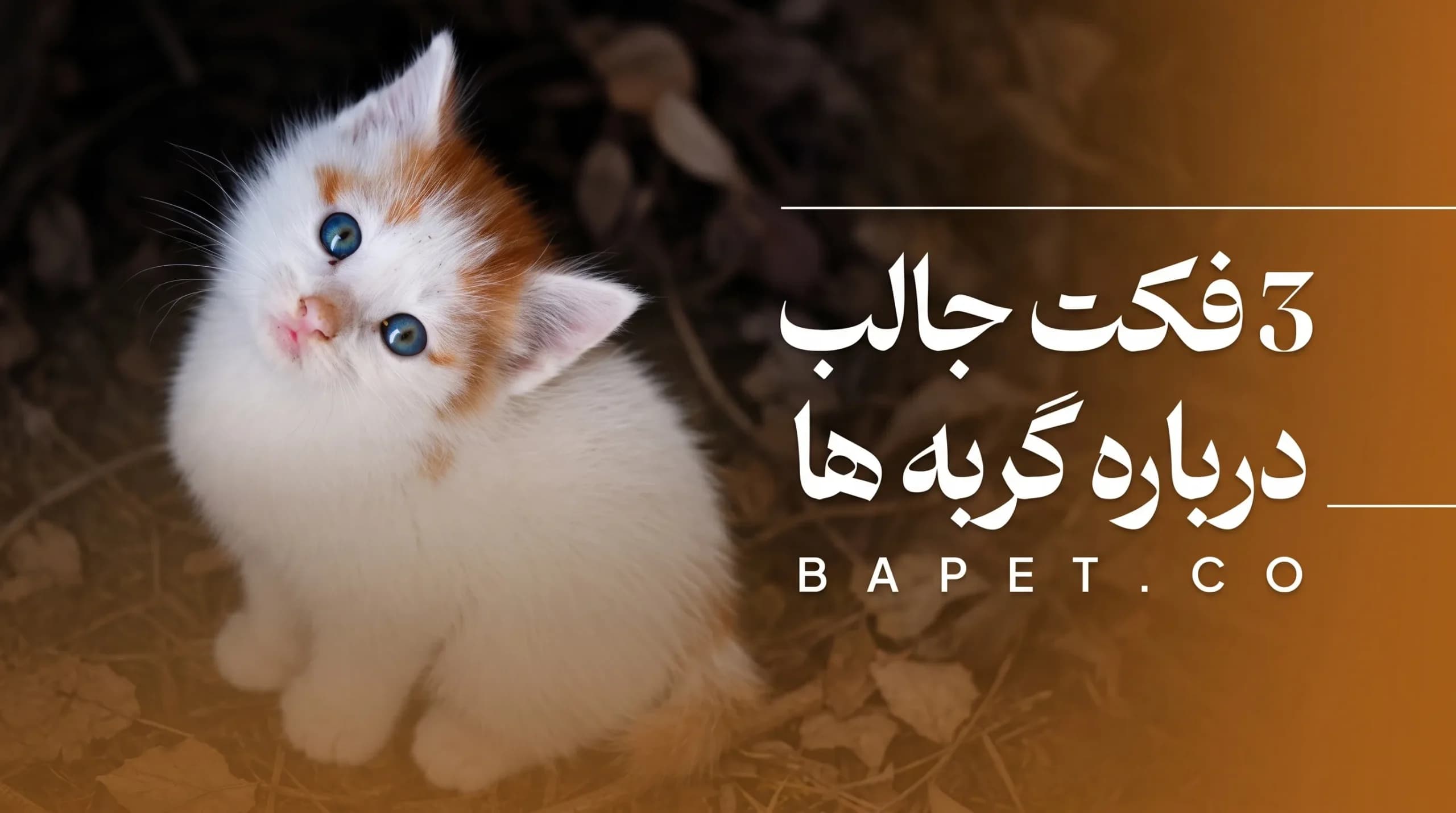 ۳ فکت جالب و شگفت‌انگیز درباره گربه‌ها!