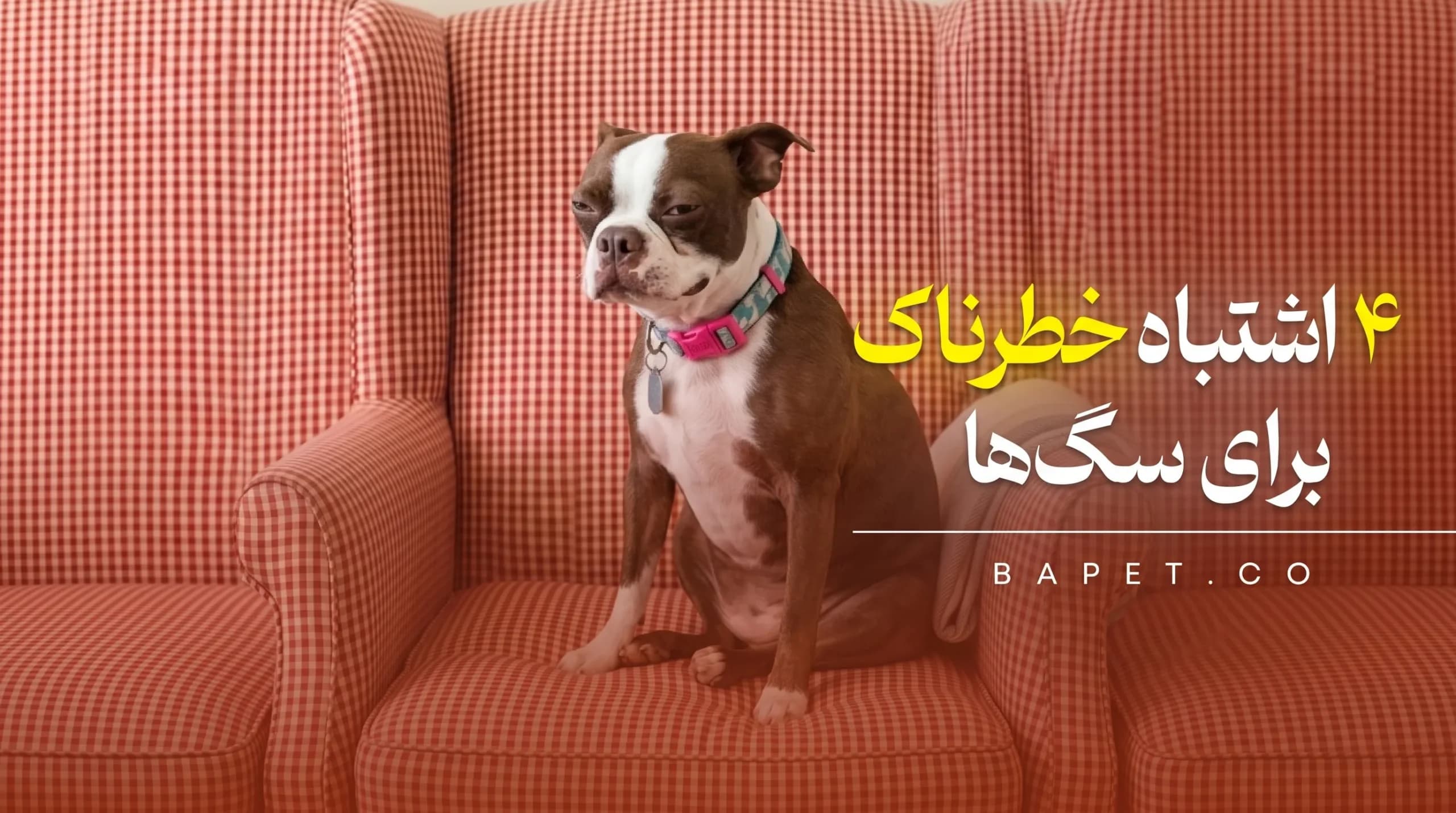 ۴ اشتباه در نگهداری از سگ‌ها
