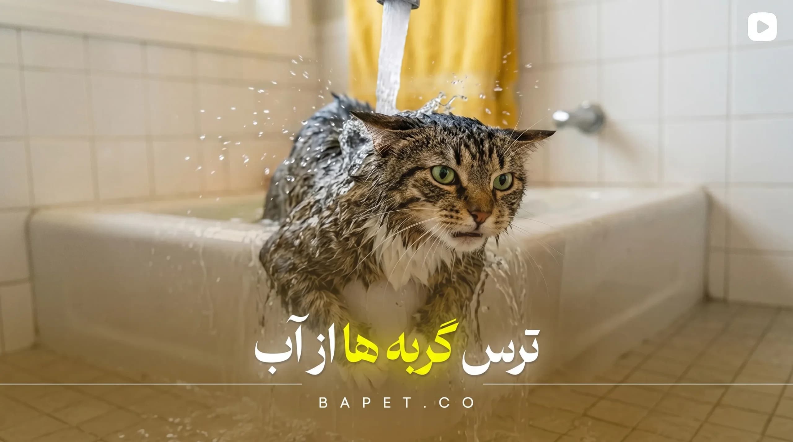 چرا گربه‌ها از آب می‌ترسند؟