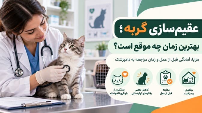 عقیم‌سازی گربه؛ بهترین زمان چه موقع است؟ مزایا، آمادگی قبل از عمل و مراقبت بعد