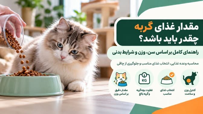 مقدار غذای گربه چقدر باید باشد؟ راهنمای کامل بر اساس سن، وزن و شرایط بدنی