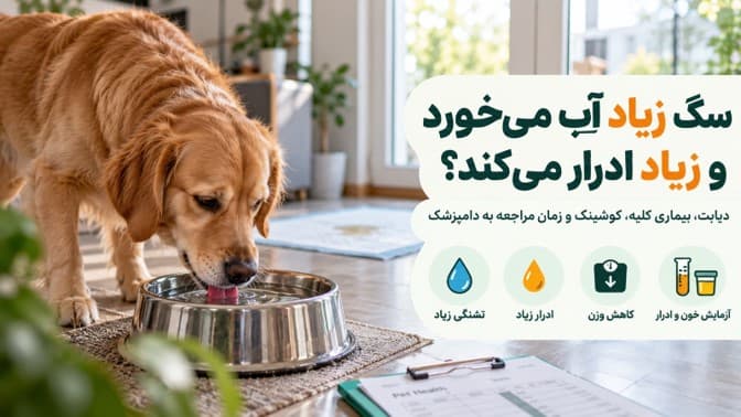 سگ زیاد آب می‌خورد و زیاد ادرار می‌کند؛ علت چیست و چه زمانی باید نگران شد؟