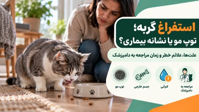 استفراغ گربه؛ توپ مو یا نشانه بیماری؟ علت‌ها، علائم خطر و زمان مراجعه