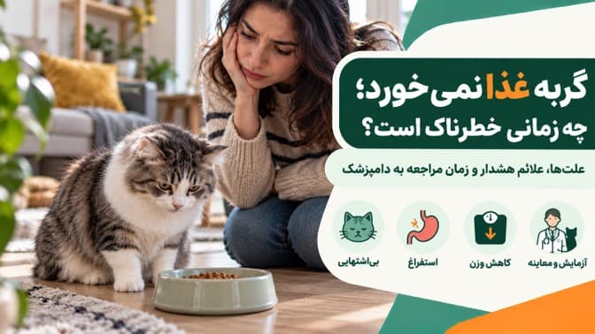 گربه غذا نمی‌خورد؛ چه زمانی خطرناک است؟ علت‌ها، علائم هشدار و زمان مراجعه