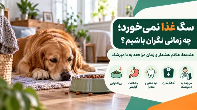 سگ غذا نمی‌خورد؛ چه زمانی خطرناک است؟ علت‌ها، علائم هشدار و زمان مراجعه