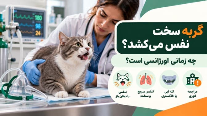 گربه سخت نفس می‌کشد یا نفس‌نفس می‌زند؛ چه زمانی اورژانسی است؟