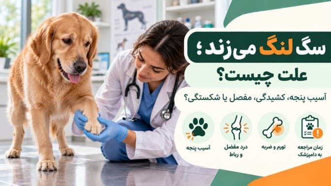 سگ لنگ می‌زند؛ علت چیست و چه زمانی باید فوری به دامپزشک مراجعه کرد؟