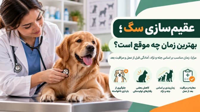 عقیم‌سازی سگ؛ بهترین زمان چه موقع است؟ مزایا، زمان‌بندی بر اساس جثه و مراقبت بعد