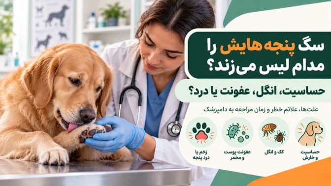 چرا سگ پنجه‌هایش را مدام لیس می‌زند؟ حساسیت، انگل، عفونت یا درد؟