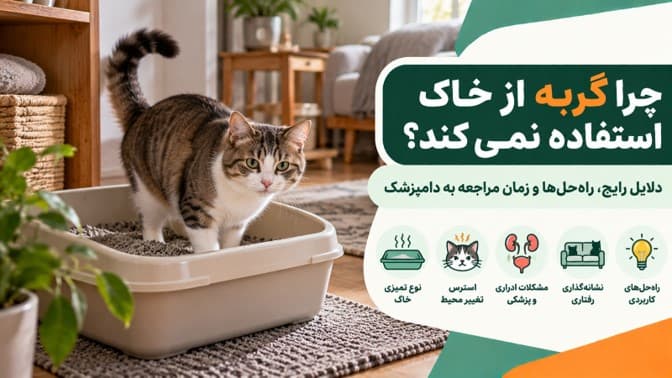 چرا گربه بیرون از ظرف خاک ادرار یا مدفوع می‌کند؟ علت‌ها، راه‌حل‌ها و زمان مراجعه