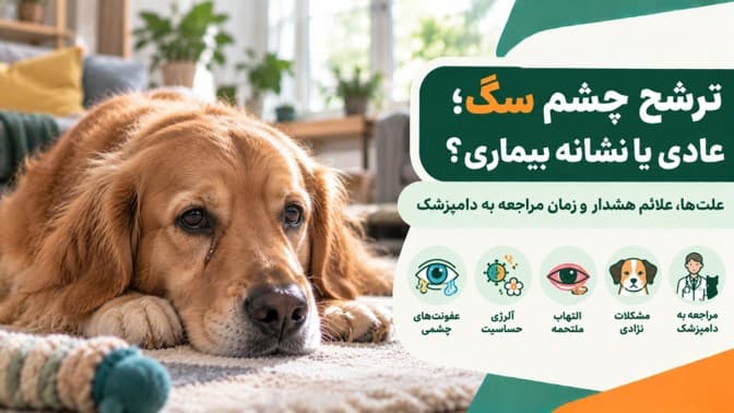 ترشح چشم سگ؛ عادی یا نشانه بیماری؟ علت‌ها، علائم خطر و زمان مراجعه