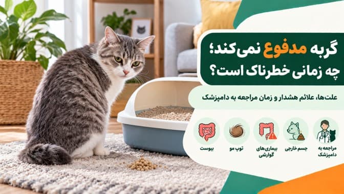 گربه مدفوع نمی‌کند؛ چه زمانی خطرناک است؟ علت‌ها، یبوست و زمان مراجعه