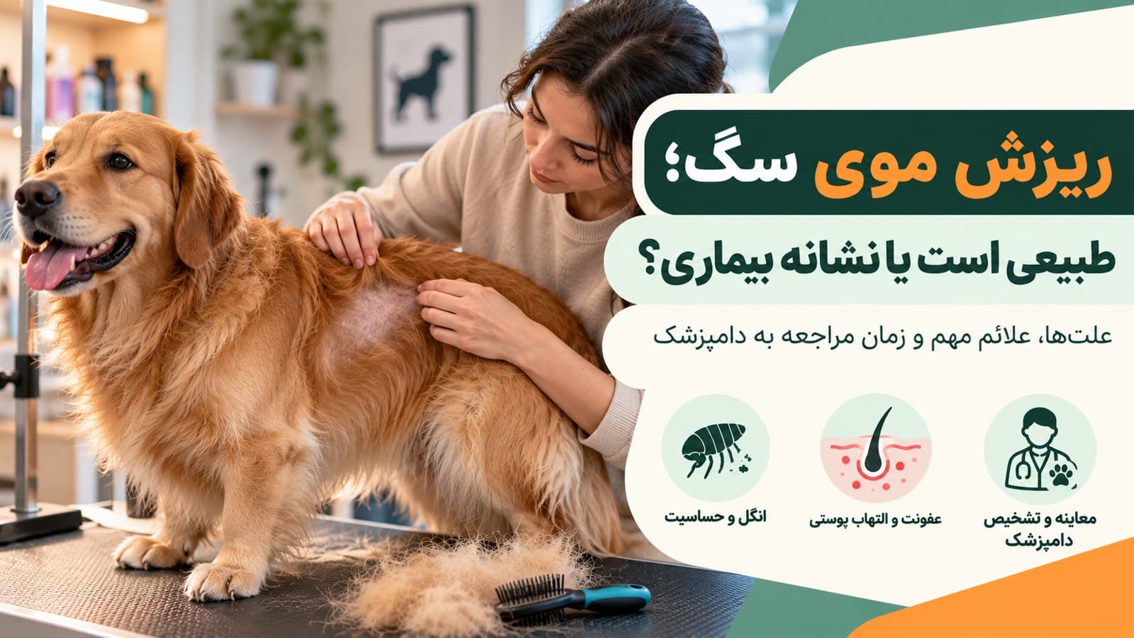 ریزش موی سگ؛ چه زمانی طبیعی است و چه زمانی نشانه بیماری؟