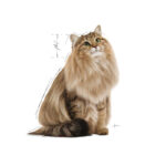 پوچ گربه یورینری کر مراقبت دستگاه ادراری رویال کنین Royal Canin Urinary Care وزن 85 گرم - Image 4