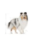 غذای خشک سگ نژاد کوچک مراقبت از پوست و مو رویال کنین Royal Canin Mini Coat Care وزن 3 کیلوگرم - Image 3