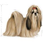 غذای خشک سگ رویال کنین شیتزو بالغ Royal Canin Shih Tzu Dog Dry Food وزن 1.5 کیلوگرم - Image 7